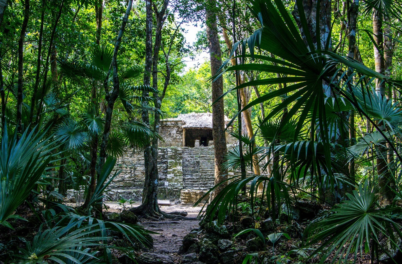 Jungle path inside the biosphere